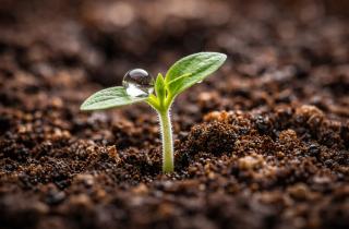 Космические ритмы в вашей теплице: как гравитация Луны управляет сахаристостью ваших томатов