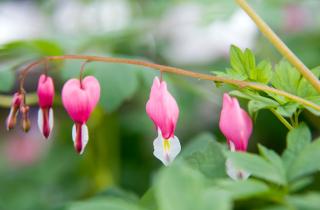 Дицентру сажают осенью для раннего цветения — садоводы