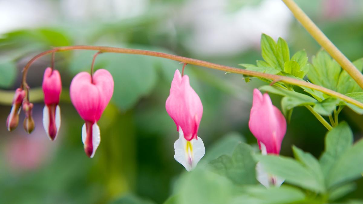 Dicentra spectabilis 3zz