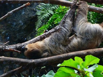 Бурогорлые ленивцы начали вести активный образ жизни - биологи