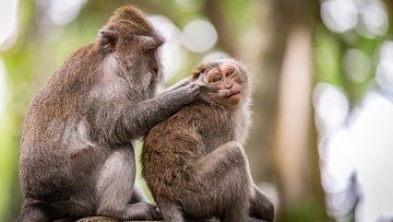 Взаимодействие с другими видами способствует развитию интеллекта животных