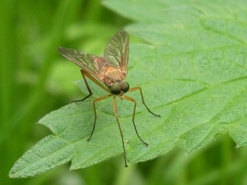У самок комаров обнаружили уникальные детекторы вкуса крови