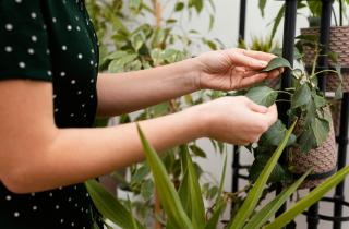Пыль на листьях снижает фотосинтез и ослабляет растения — AgroXXI