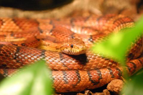 Жители Лабытнанги продают экзотических питомцев на Авито — зоологи