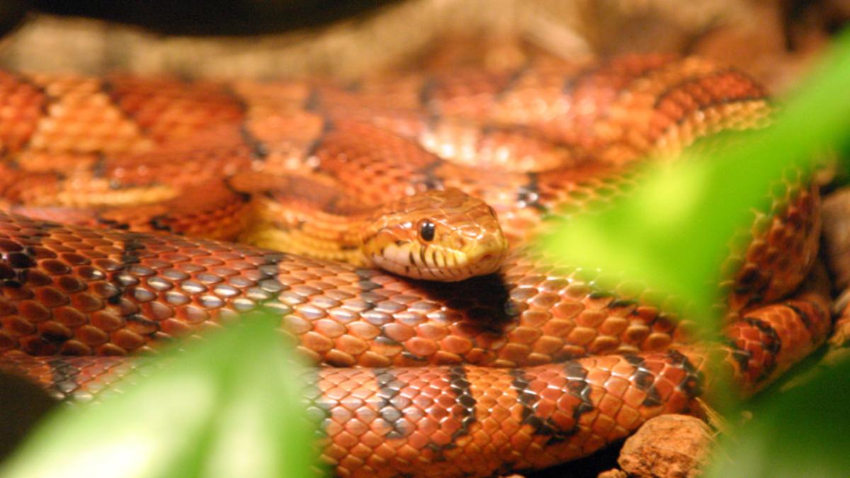 Маисовый полоз