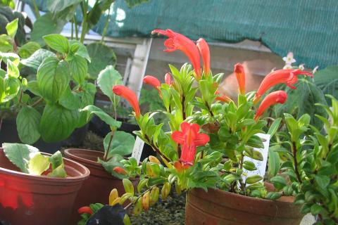 Эсхинантус не выносит прямых солнечных лучей — Цветоводы Тольятти