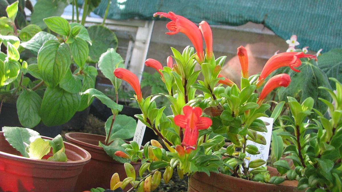 Эсхинантус