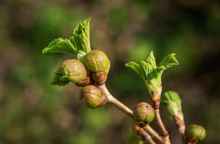 Почковый клещ раздувает почки смородины до распускания — AgroXXI