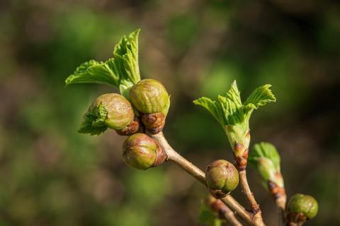 Почковый клещ раздувает почки смородины до распускания — AgroXXI