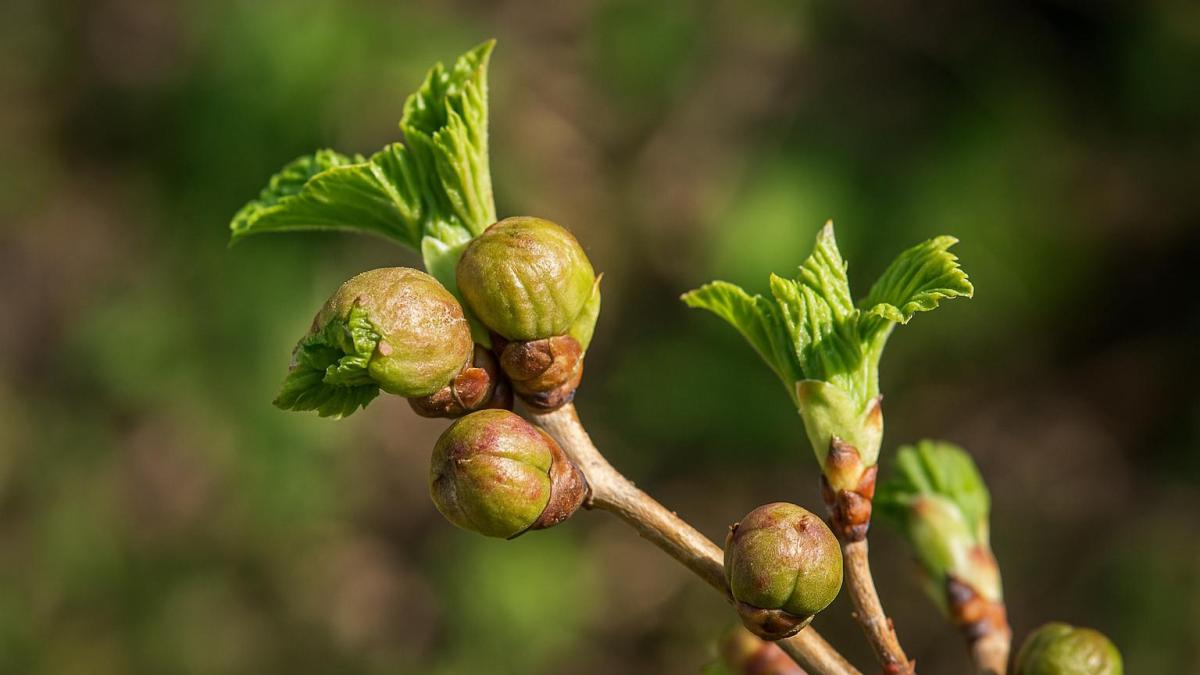 Почковый клещ на смородине