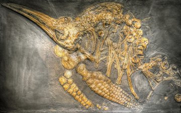 Палеонтологи установили возраст останков птиц-гигантов, найденных в Антарктиде