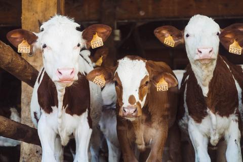 Карелия увеличила производство сельхозпродукции на 23% в 2025 году
