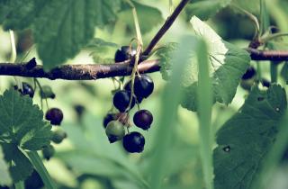 Зимнее ошпаривание смородины признали неэффективным — AgroXXI