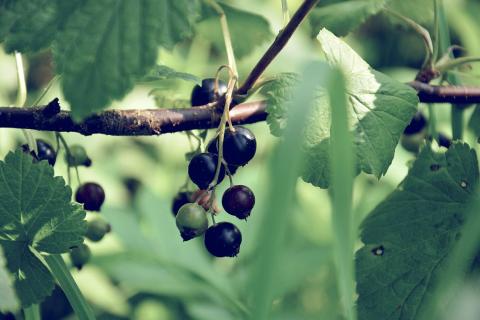 Зимнее ошпаривание смородины признали неэффективным — AgroXXI