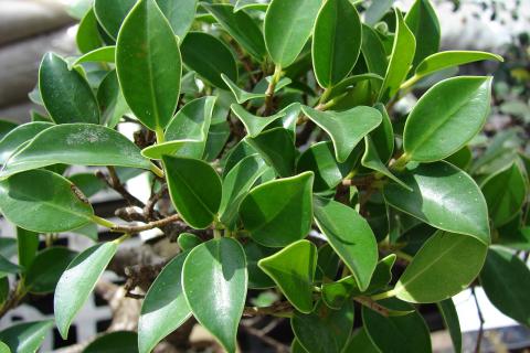 Фикус размножают весной для быстрого образования корней — Семья