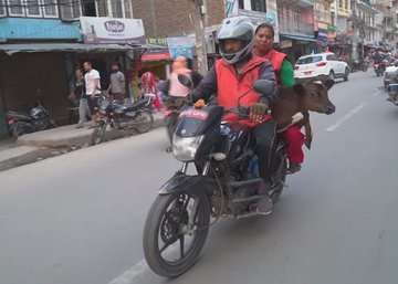 Как житель Непала спас 160 бездомных коров