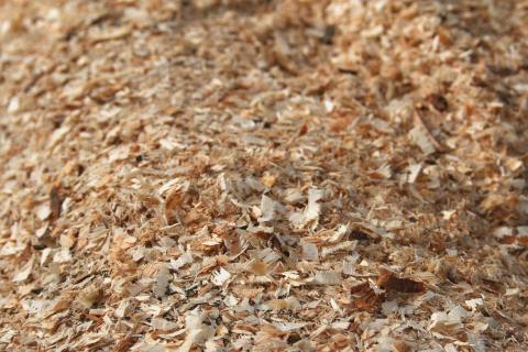 Свежие опилки при мульчировании роз снижают доступный азот — AgroXXI