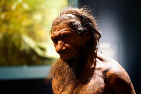 Генетики: в геноме современного человека выявлена активная ДНК неандертальцев