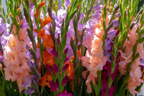 Ранние ростки гладиолусов сдерживают холодом — 7dach