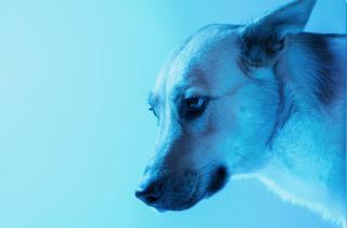 Пес задел ружье и ранил владельца — ABC News