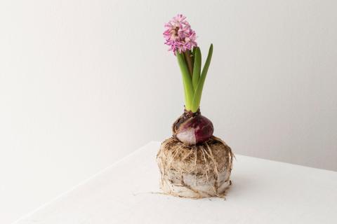 Восковые луковицы гиппеаструма цветут без полива и почвы — AgroXXI