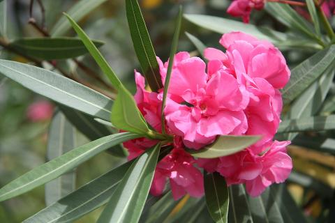 Вечнозелёные кустарники страдают зимой от иссушения — 7dach