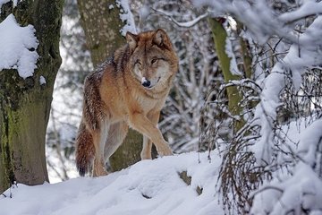 Тамбовские волки находятся на грани исчезновения