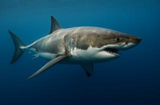 Как акулы превратились из преследователей в жертв: в атаку идёт Монтесума — наблюдатели поражены