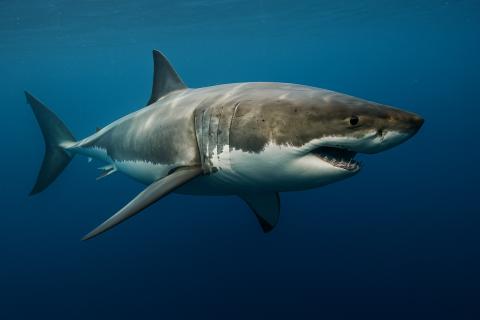 Как акулы превратились из преследователей в жертв: в атаку идёт Монтесума — наблюдатели поражены