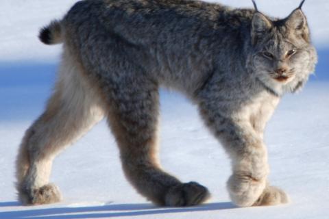 Росприроднадзор не выявил в Коми нарушений обращения с редкими животными