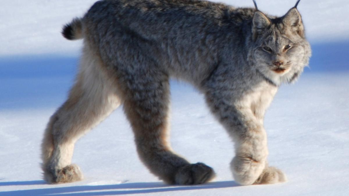 Канадская рысь