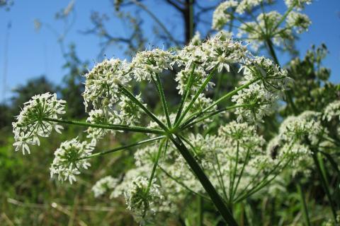 Учёные из НовГУ создали установку против борщевика без пестицидов