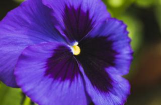 Цветущий луг вместо газона? Легко: эта фиалка превратит любой участок в райский уголок