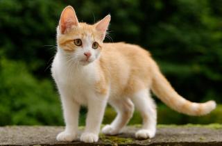 Учёные выявили центр принятия решений у животных