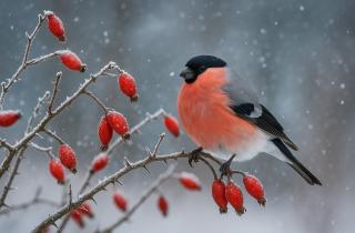 Агрономы рекомендовали зимний уход за вечнозелёными культурами — агрономы