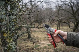 Мох сигнализирует о болезни: как вернуть саду здоровье с помощью простого песка