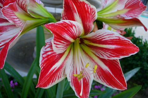 Пересадка без воска продлила цикл амариллиса — цветоводы