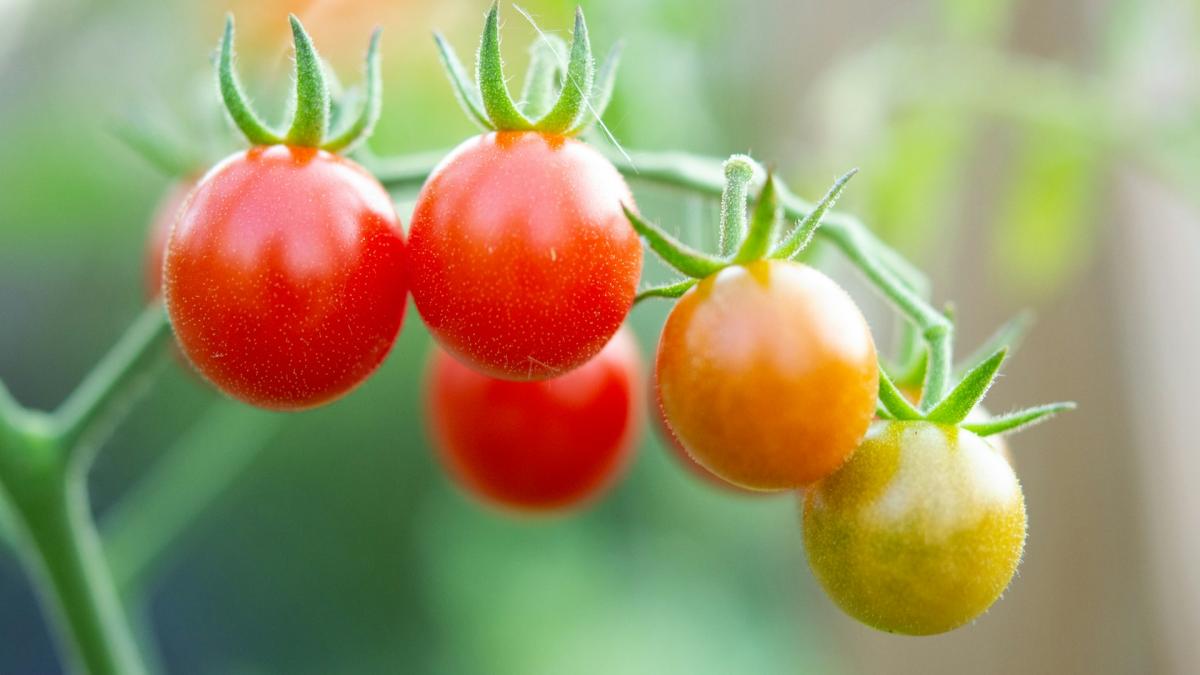 Помидоры черри