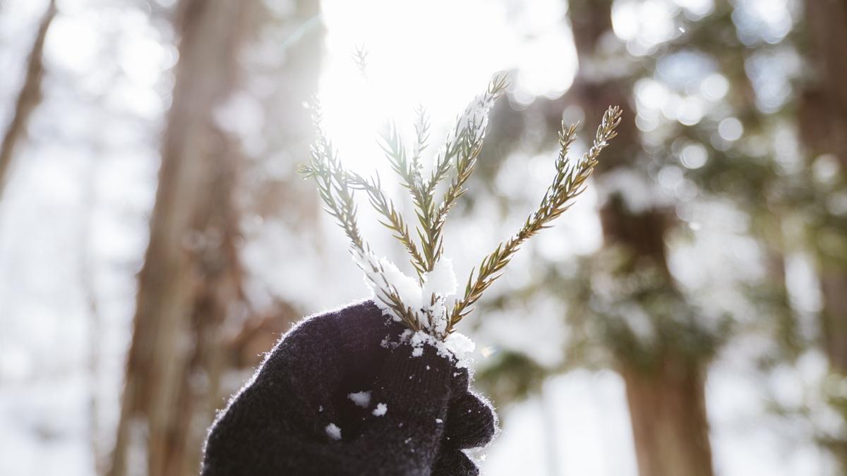 Ветка дерева в руке