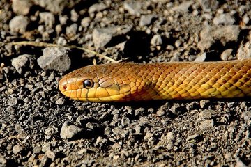 Биологи обнаружили на Филиппинах новый вид роющих змей