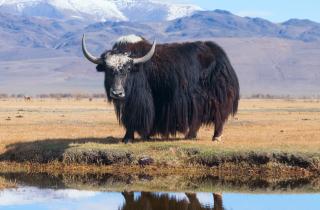 88 процентов тибетских микробов оказались новыми для науки — Microbiome