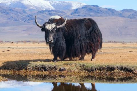 88 процентов тибетских микробов оказались новыми для науки — Microbiome