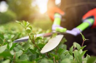 Устойчивость эвонимуса к тени подтвердили агрономы