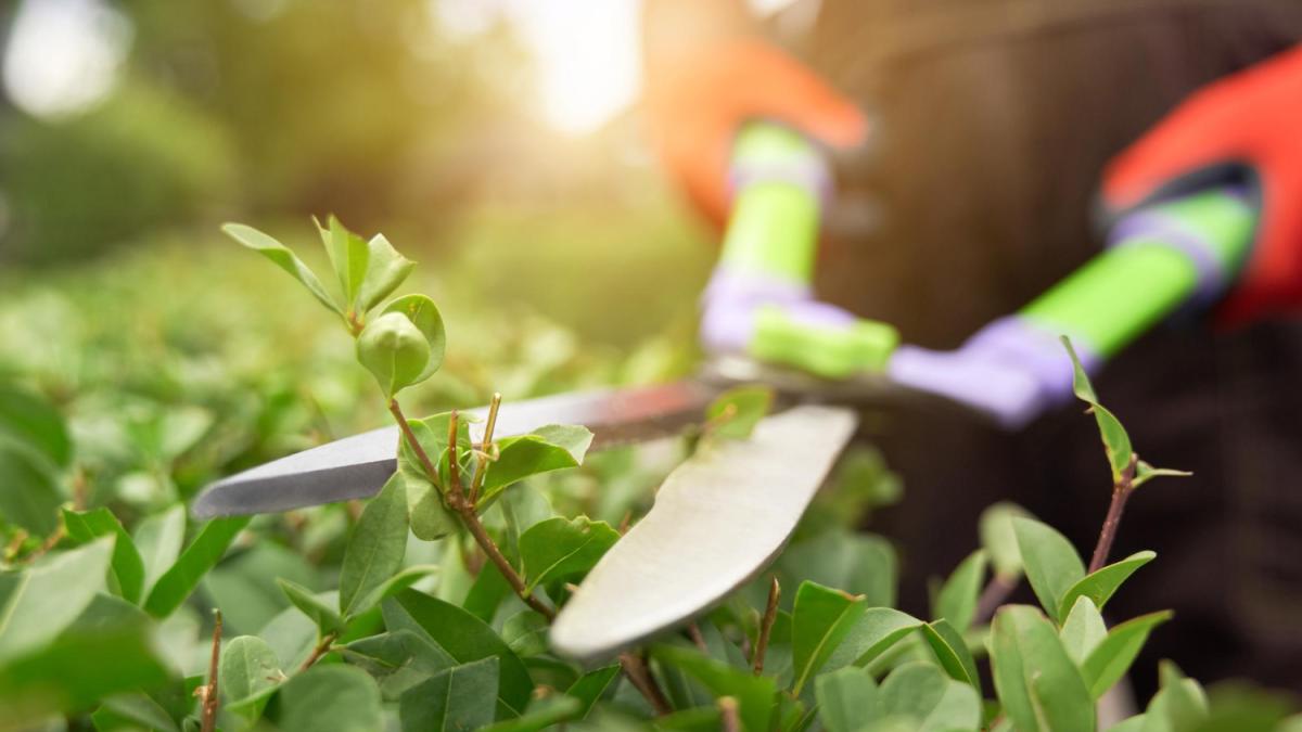 Обрезка кустов