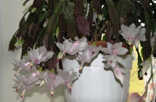 Рождественский кактус формирует бутоны только при 14 часах темноты