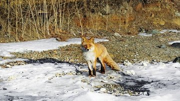 На улицах Петербурга стали чаще появляться лисы
