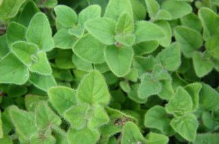 Мята успешно перезимовала в горшках по наблюдениям агрономов