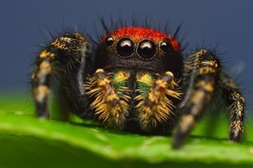 Глаза пауков-скакунчиков помогли разработать компактный сенсор глубины