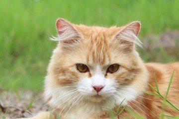 Японские биологи объяснили любовь кошек к кошачьей мяте