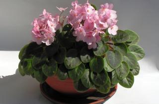 Деток фиалки отделяют при высоте 4 см — цветоводы